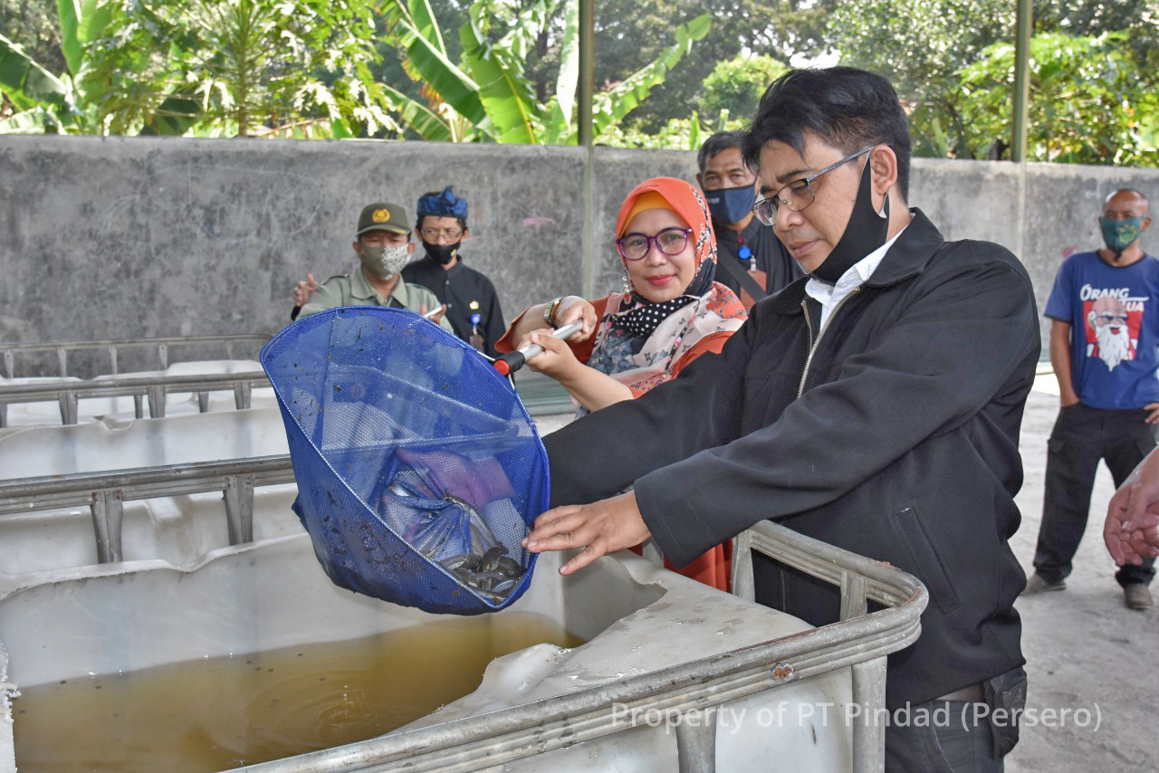 Improve Economic Wheels, Pindad Delivers 1,000 Catfish Seeds to The Citizens Around Pindad