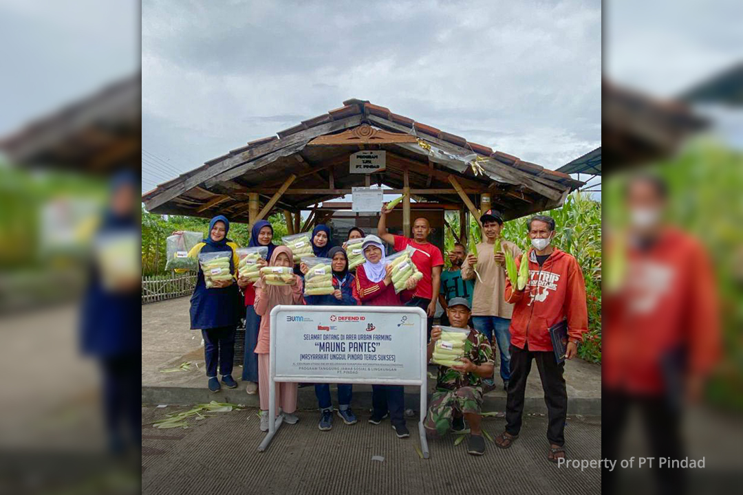 Panen Akhir Tahun, MAUNG PANTES Berikan Penghasilan Tambahan Bagi Masyarakat