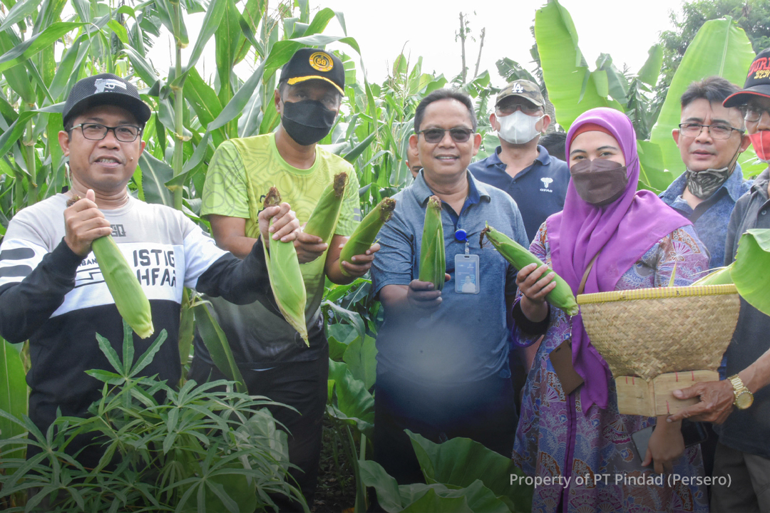 WARGA SUKAPURA PANEN SAYURAN HASIL URBAN FARMING PROGRAM TJSL PINDAD